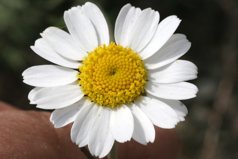 Anthemis cretica ssp. saxatilis / Camomilla montana